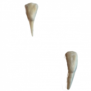 teeth